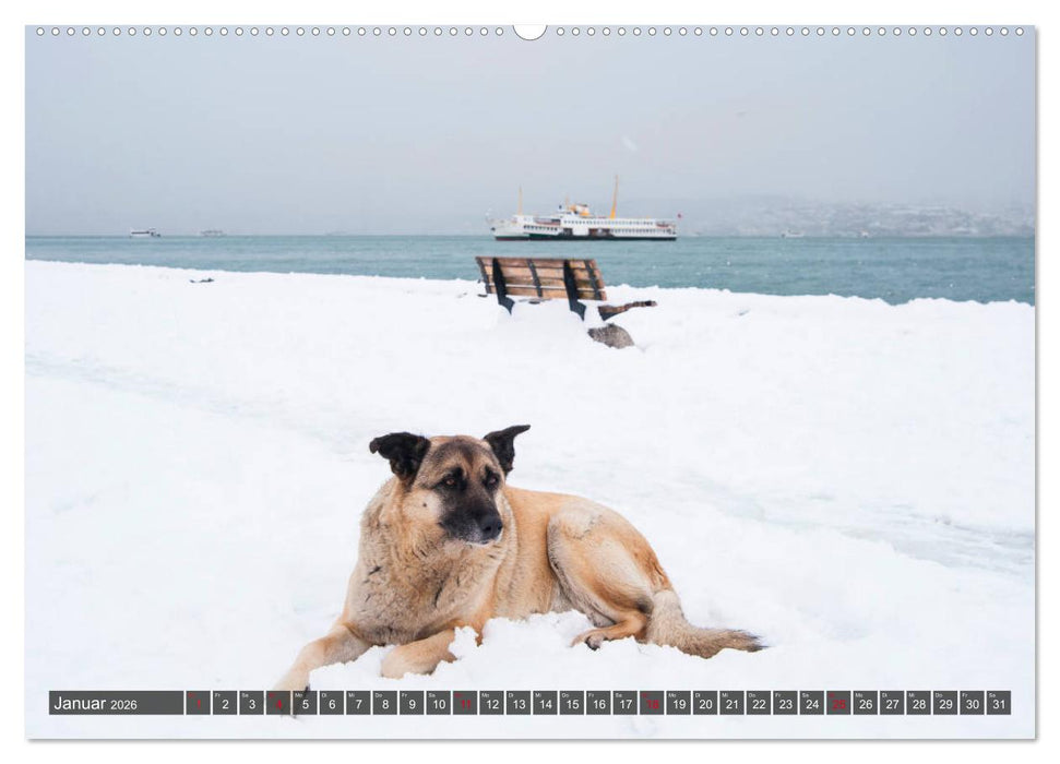 Istanbul - Faszinierend und Verwirrend (CALVENDO Wandkalender 2026)