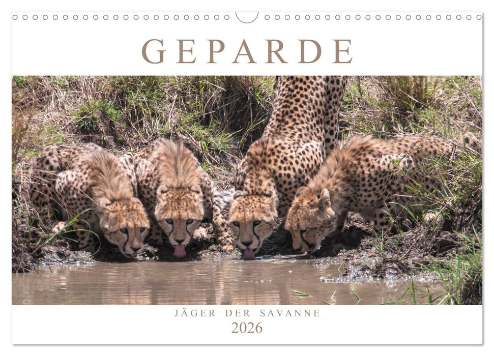 Geparde - Jäger der Savanne (CALVENDO Wandkalender 2026)