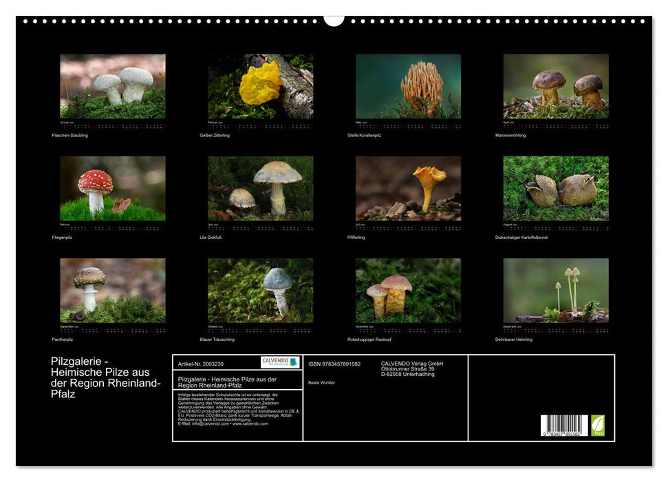 Pilzgalerie - Heimische Pilze aus der Region Rheinland-Pfalz (CALVENDO Wandkalender 2026)