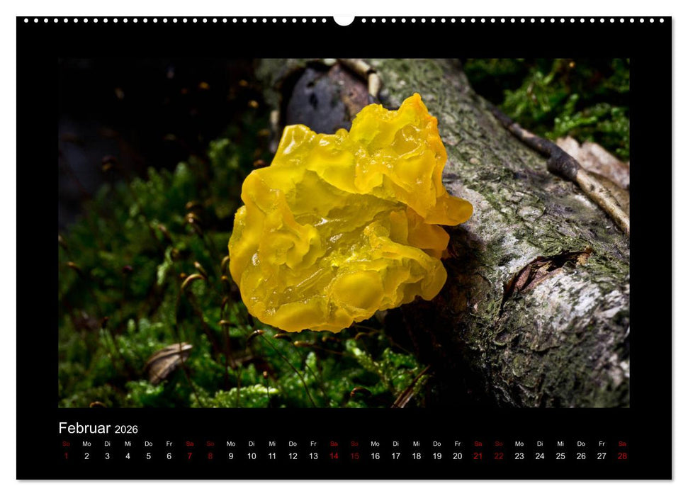 Pilzgalerie - Heimische Pilze aus der Region Rheinland-Pfalz (CALVENDO Wandkalender 2026)