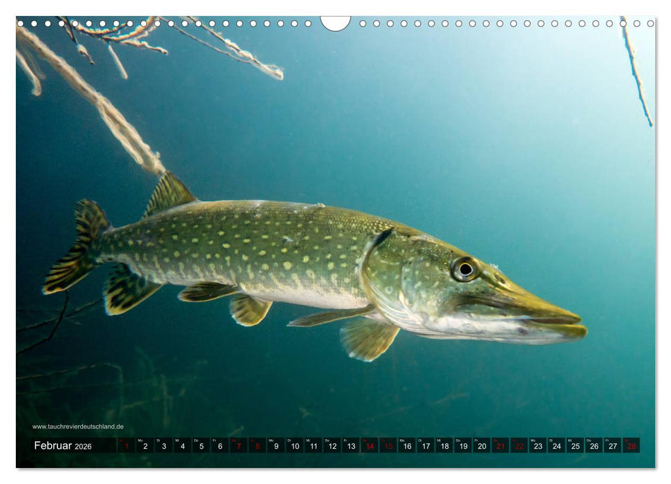Tauchrevier Deutschland - Der Hecht (Esox lucius) (CALVENDO Wandkalender 2026)