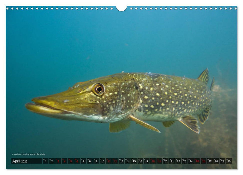 Tauchrevier Deutschland - Der Hecht (Esox lucius) (CALVENDO Wandkalender 2026)