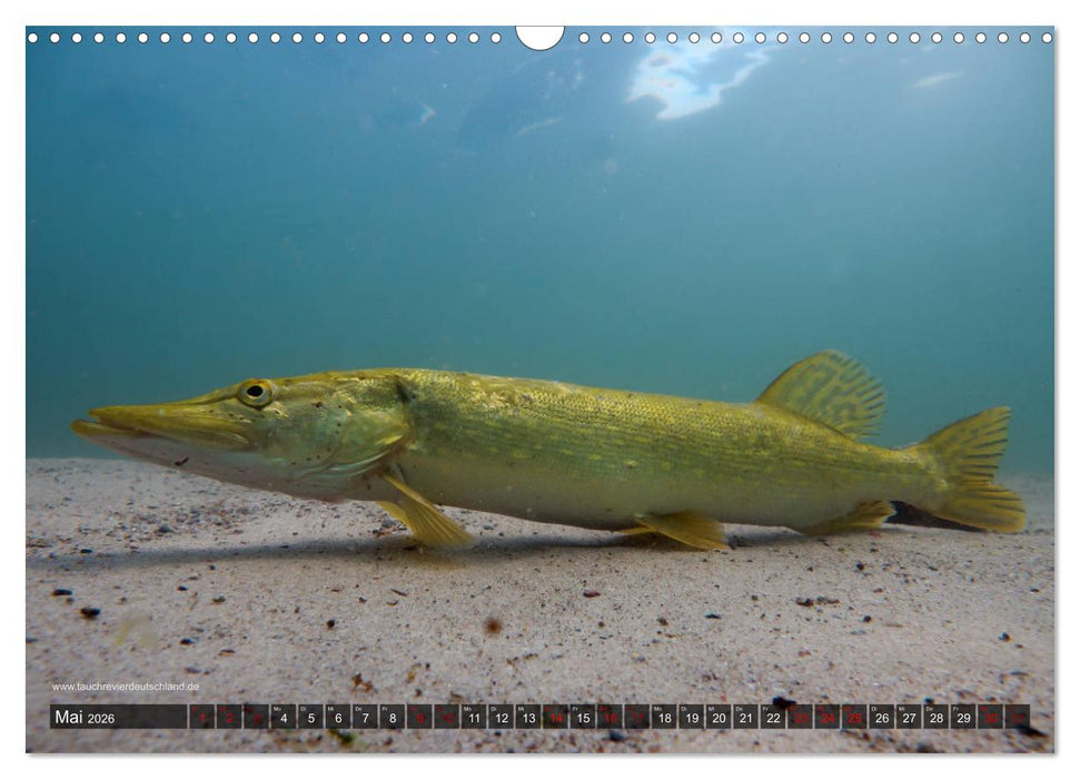Tauchrevier Deutschland - Der Hecht (Esox lucius) (CALVENDO Wandkalender 2026)