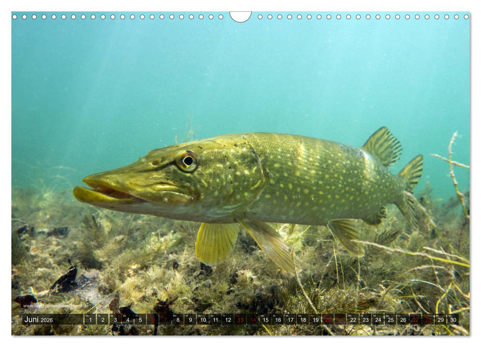 Tauchrevier Deutschland - Der Hecht (Esox lucius) (CALVENDO Wandkalender 2026)