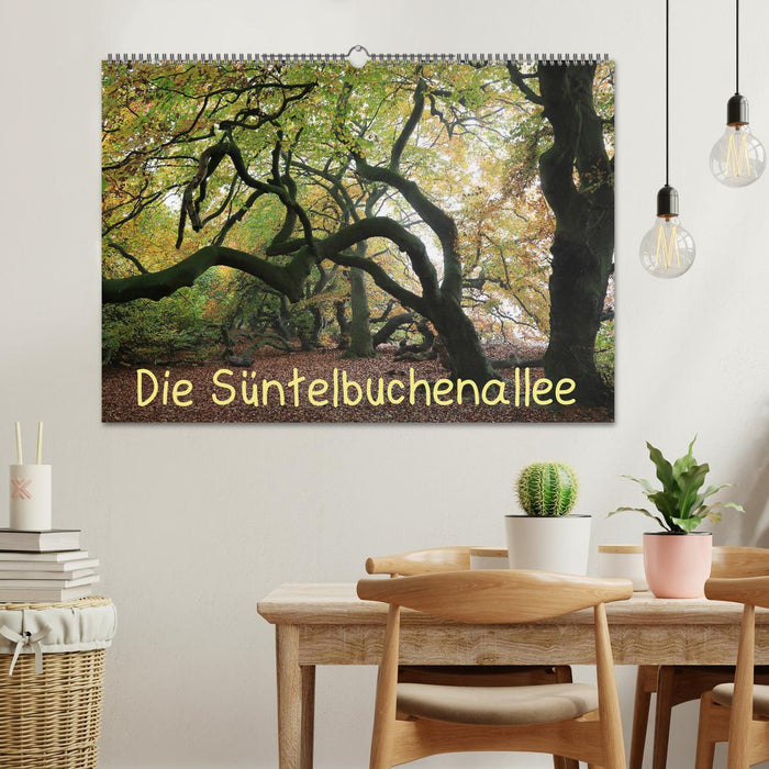 Die Süntelbuchenallee (CALVENDO Wandkalender 2026)
