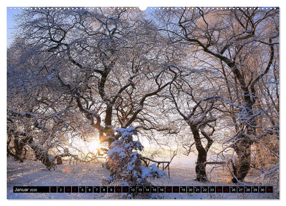 Die Süntelbuchenallee (CALVENDO Wandkalender 2026)