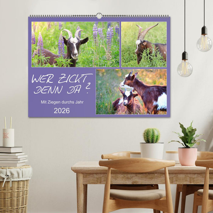 Wer zickt denn da? Mit Ziegen durchs Jahr (CALVENDO Wandkalender 2026)