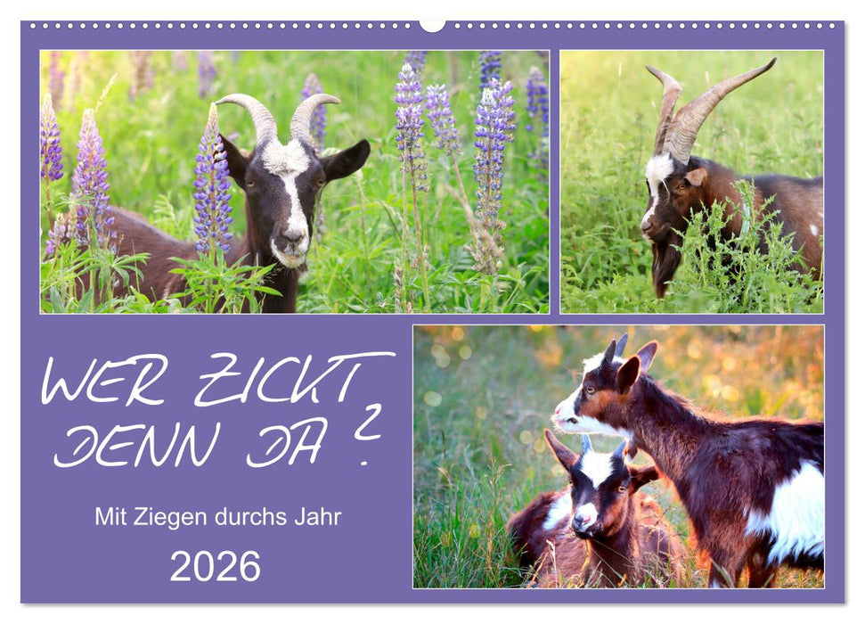 Wer zickt denn da? Mit Ziegen durchs Jahr (CALVENDO Wandkalender 2026)