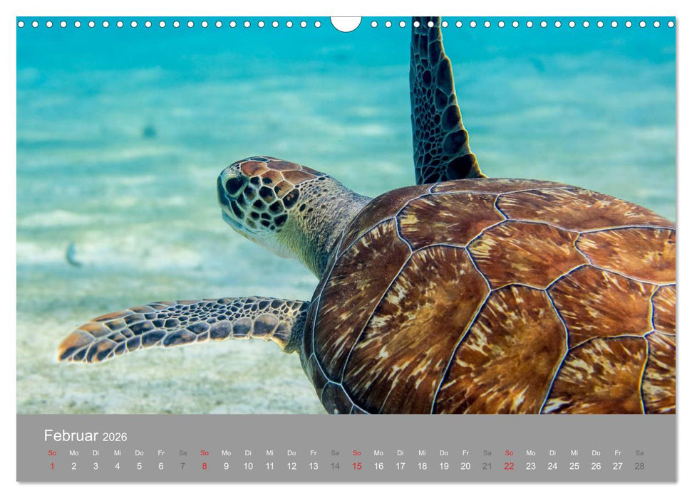 Meeresschildkröten der Karibik (CALVENDO Wandkalender 2026)