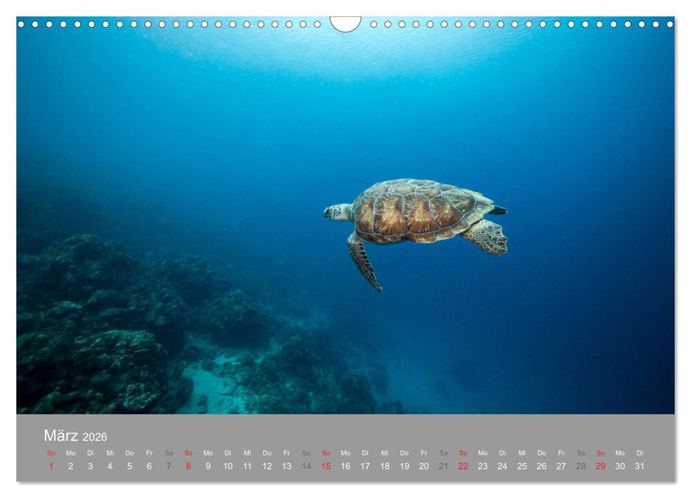 Meeresschildkröten der Karibik (CALVENDO Wandkalender 2026)