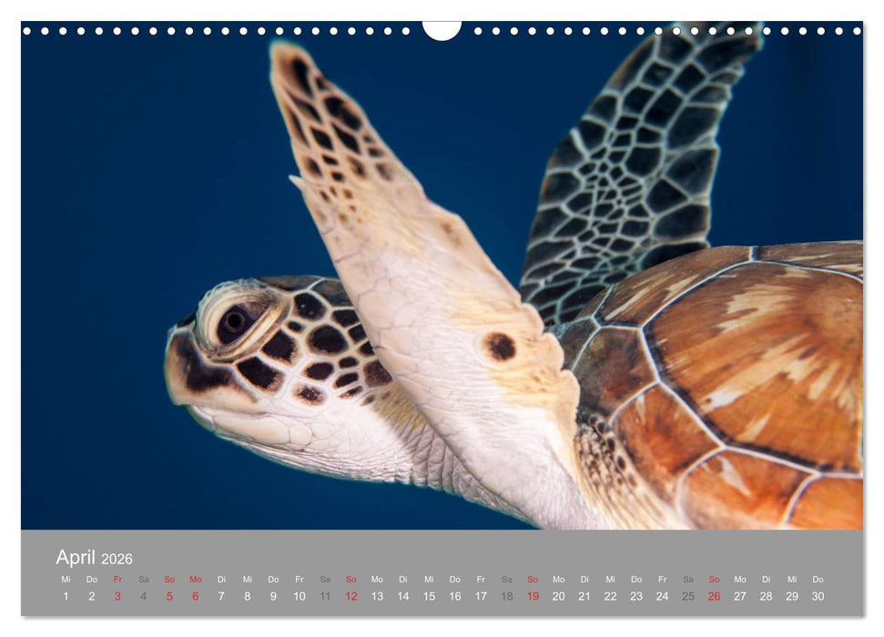 Meeresschildkröten der Karibik (CALVENDO Wandkalender 2026)