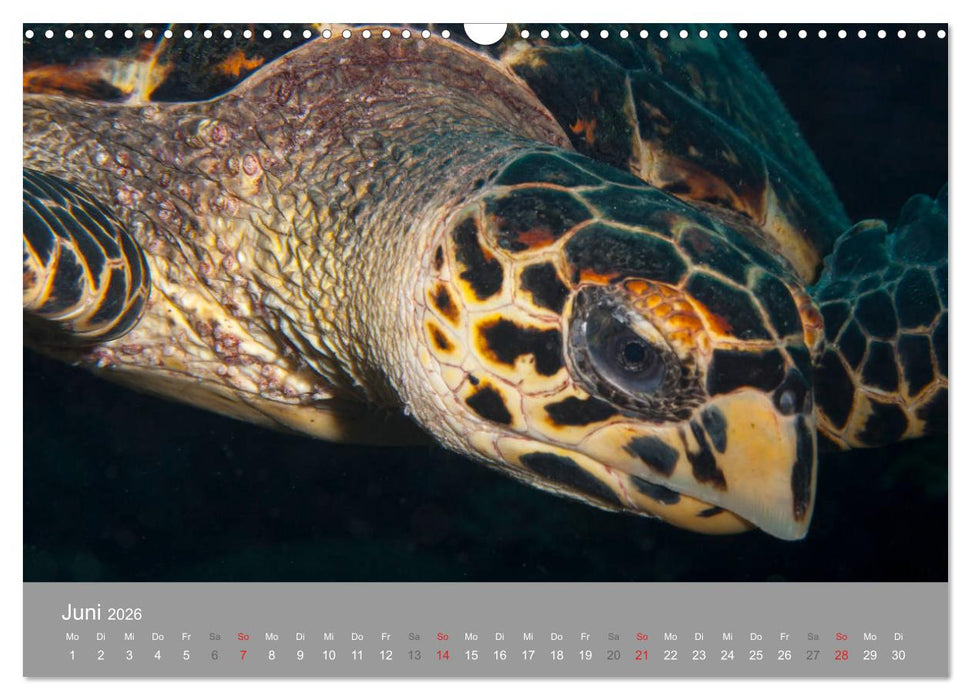 Meeresschildkröten der Karibik (CALVENDO Wandkalender 2026)