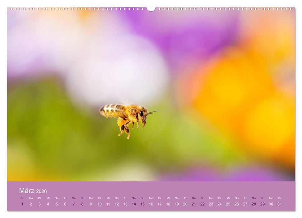 Farbwechsel - Die Farben der vier Jahreszeiten (CALVENDO Wandkalender 2026)