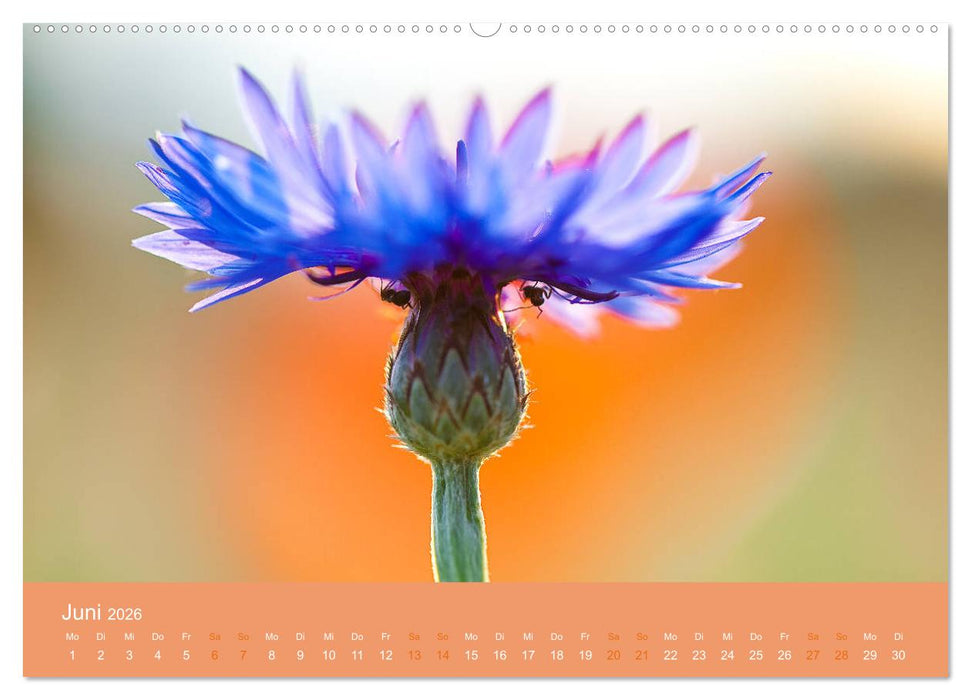 Farbwechsel - Die Farben der vier Jahreszeiten (CALVENDO Wandkalender 2026)