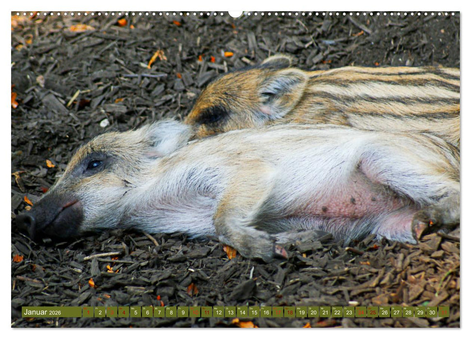 Wildschweins Kinderstube - Freche Frischlinge (CALVENDO Wandkalender 2026)