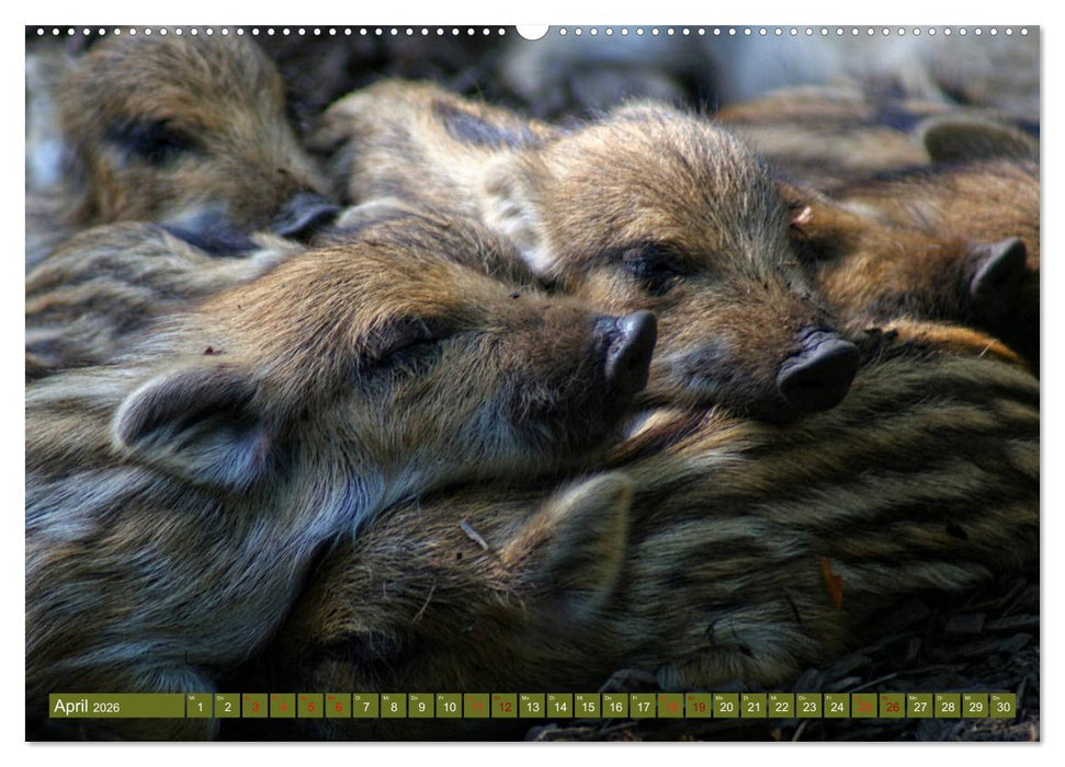 Wildschweins Kinderstube - Freche Frischlinge (CALVENDO Wandkalender 2026)