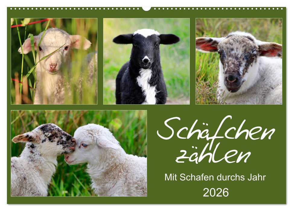 Schäfchen zählen - Mit Schafen durchs Jahr (CALVENDO Wandkalender 2026)