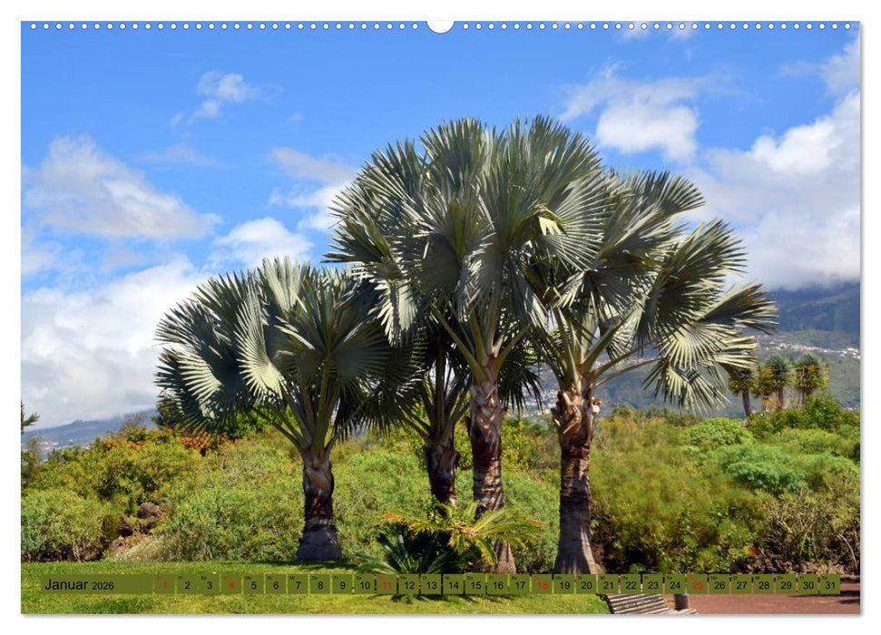 Pflanzenwelt Kanaren (CALVENDO Wandkalender 2026)