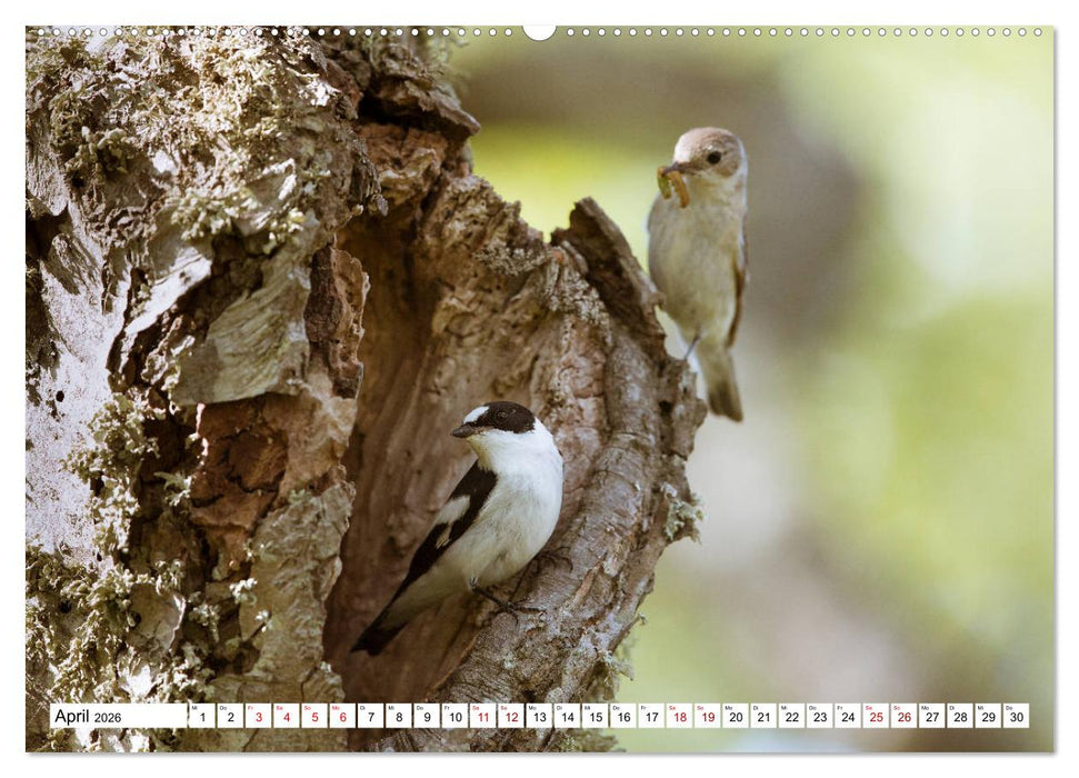 Gotland - Sonneninsel in der Ostsee (CALVENDO Wandkalender 2026)