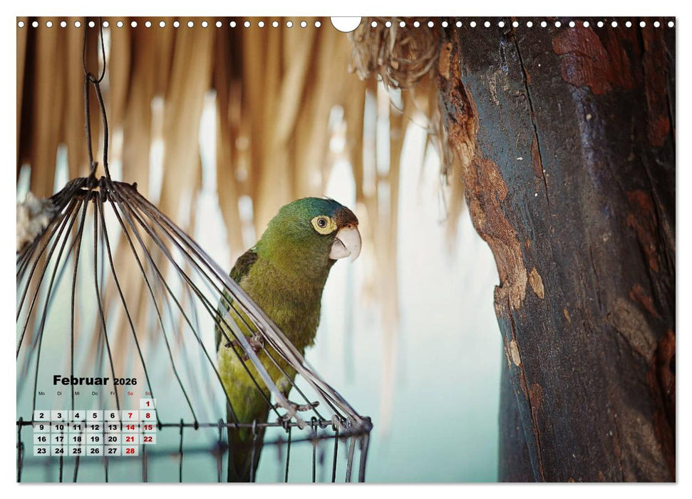 Nicaraguas faszinierende Flora & Fauna (CALVENDO Wandkalender 2026)