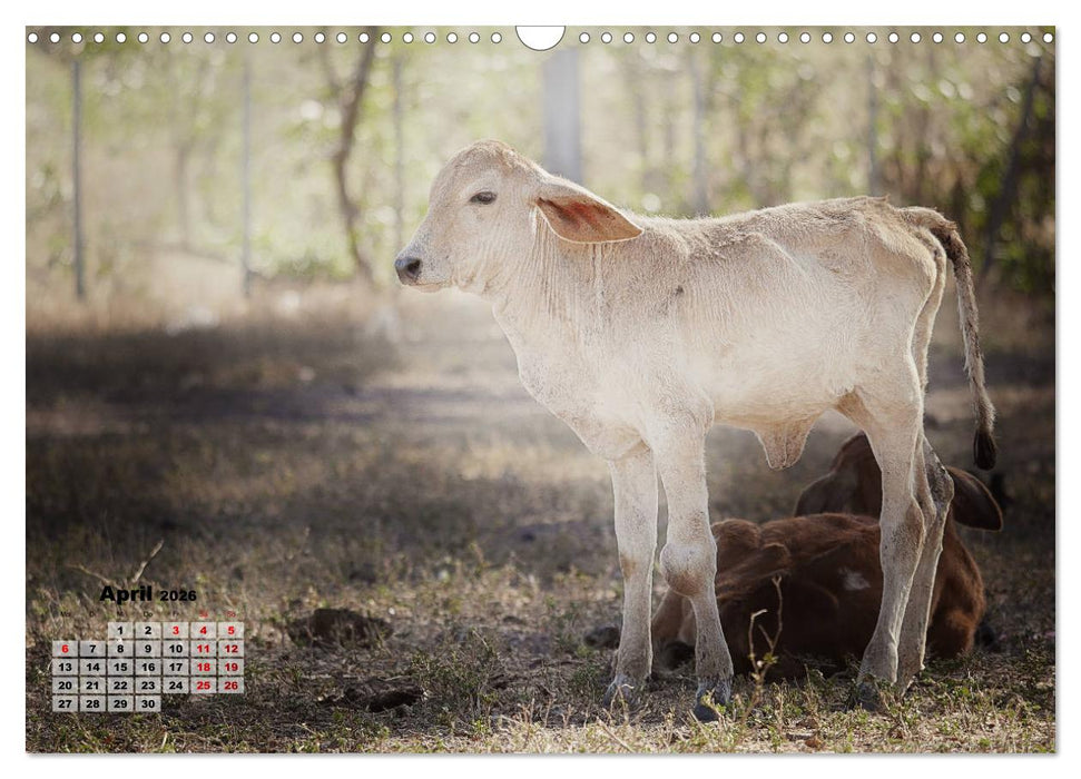 Nicaraguas faszinierende Flora & Fauna (CALVENDO Wandkalender 2026)