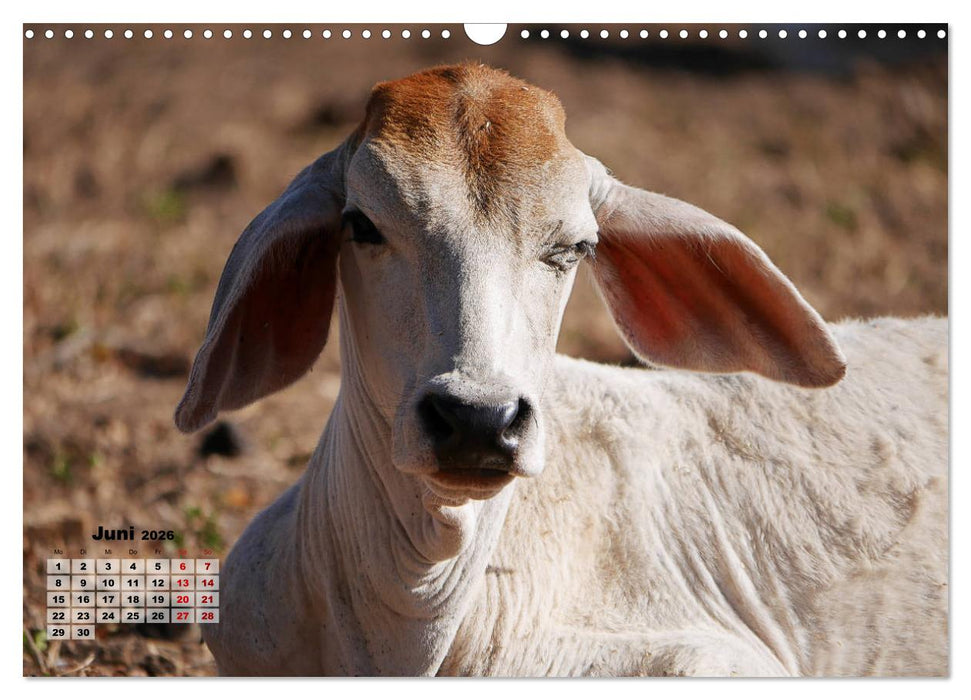 Nicaraguas faszinierende Flora & Fauna (CALVENDO Wandkalender 2026)