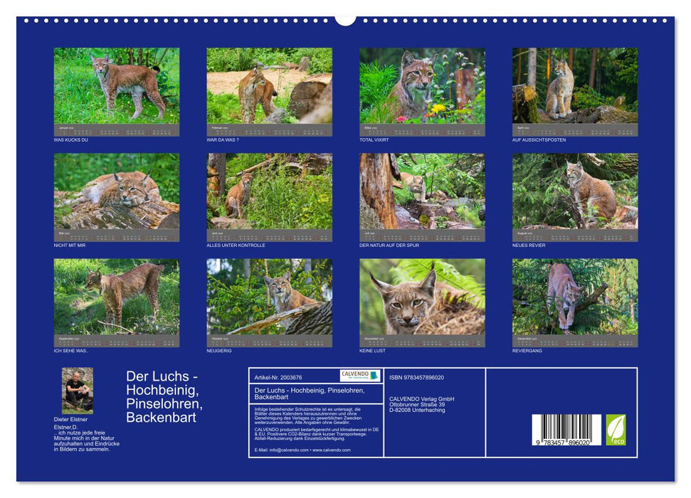 Der Luchs - Hochbeinig, Pinselohren, Backenbart (CALVENDO Premium Wandkalender 2026)