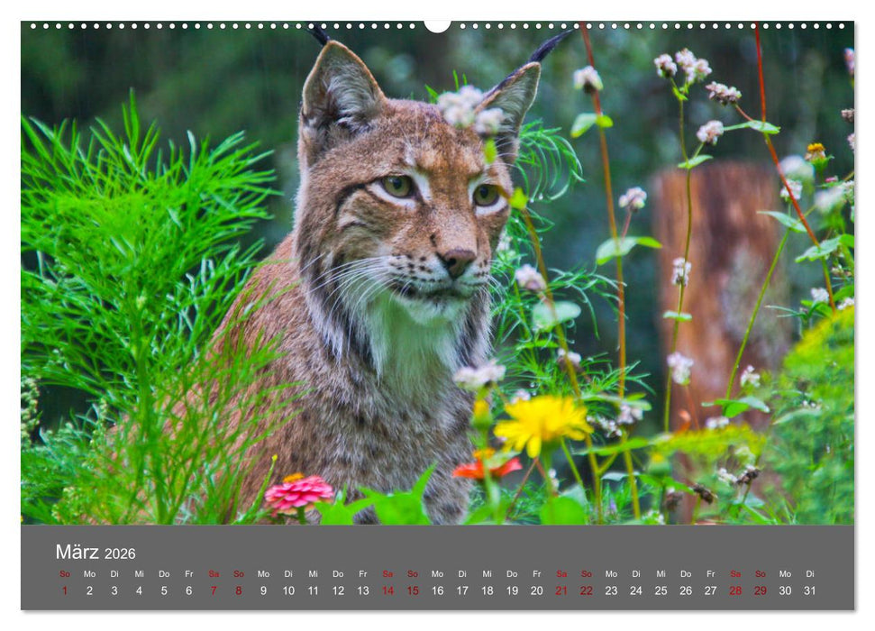 Der Luchs - Hochbeinig, Pinselohren, Backenbart (CALVENDO Premium Wandkalender 2026)