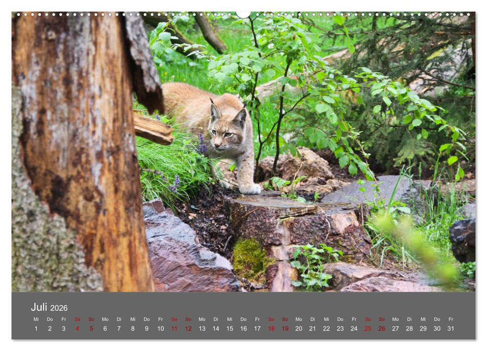 Der Luchs - Hochbeinig, Pinselohren, Backenbart (CALVENDO Premium Wandkalender 2026)