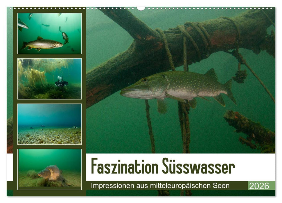 Faszination Süsswasser (CALVENDO Wandkalender 2026)
