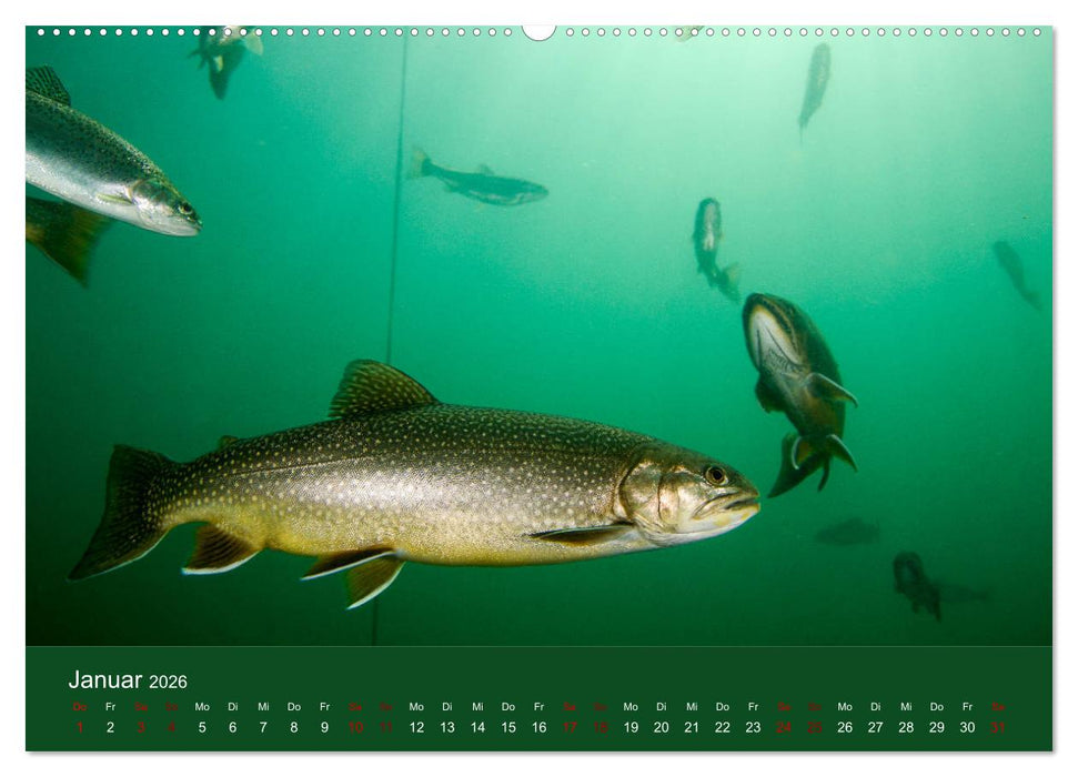 Faszination Süsswasser (CALVENDO Wandkalender 2026)