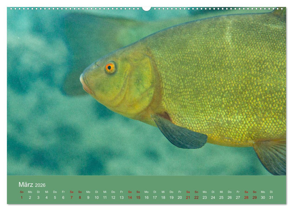 Faszination Süsswasser (CALVENDO Wandkalender 2026)