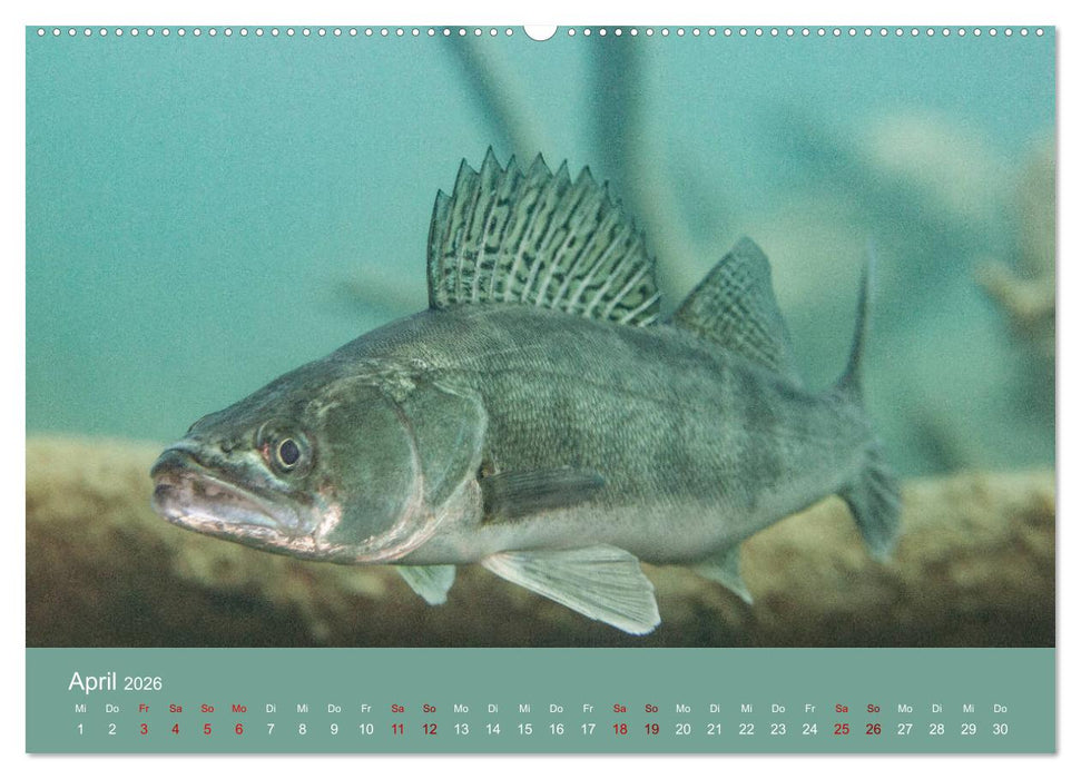 Faszination Süsswasser (CALVENDO Wandkalender 2026)
