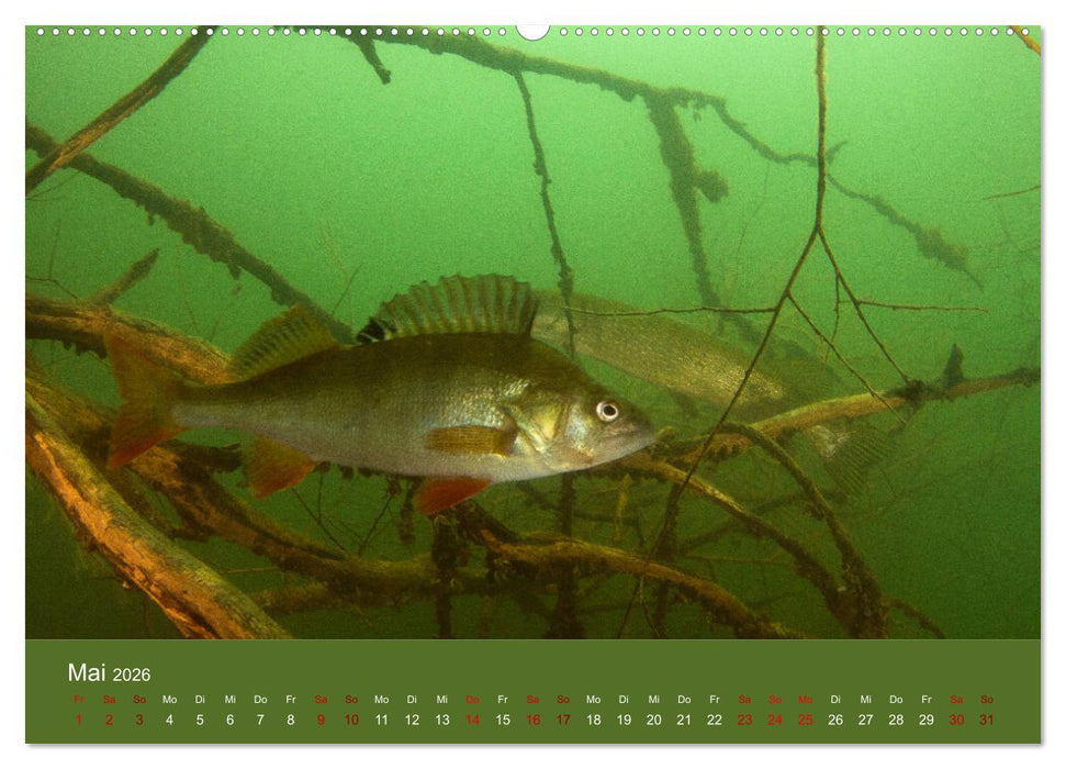 Faszination Süsswasser (CALVENDO Wandkalender 2026)