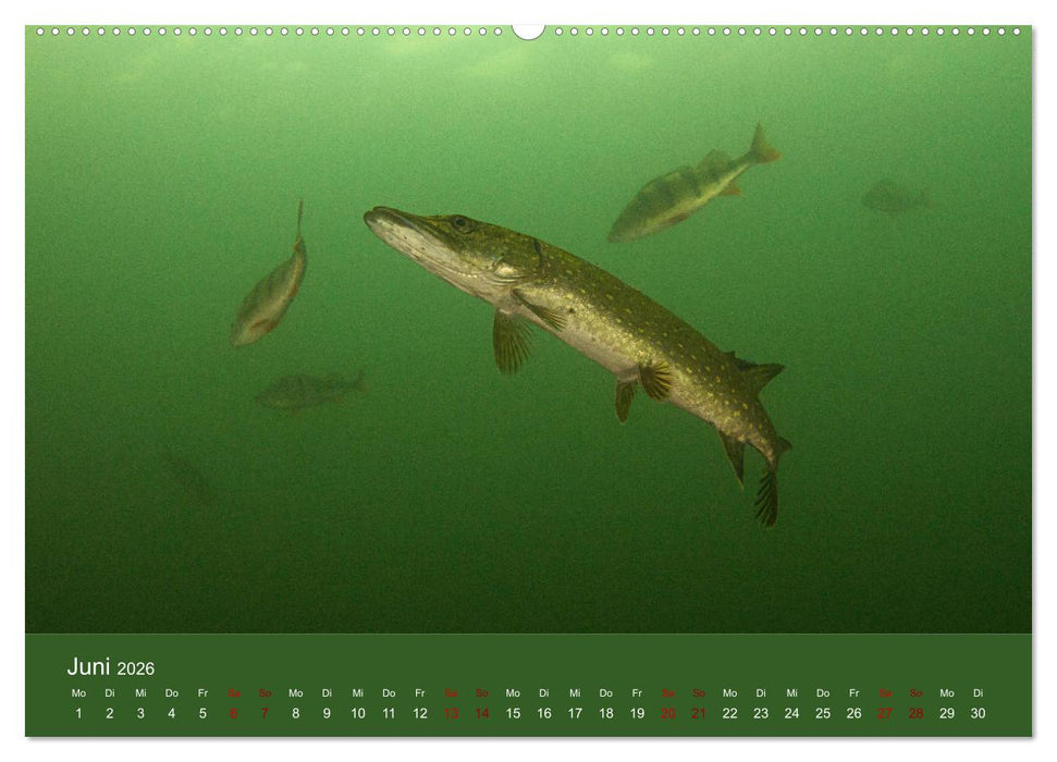 Faszination Süsswasser (CALVENDO Wandkalender 2026)