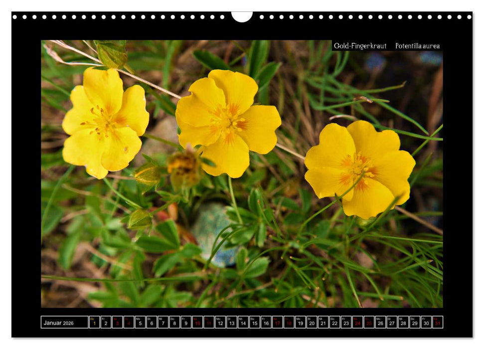 Alpine Flora in der Homöopathie (CALVENDO Wandkalender 2026)