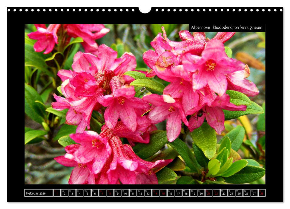 Alpine Flora in der Homöopathie (CALVENDO Wandkalender 2026)