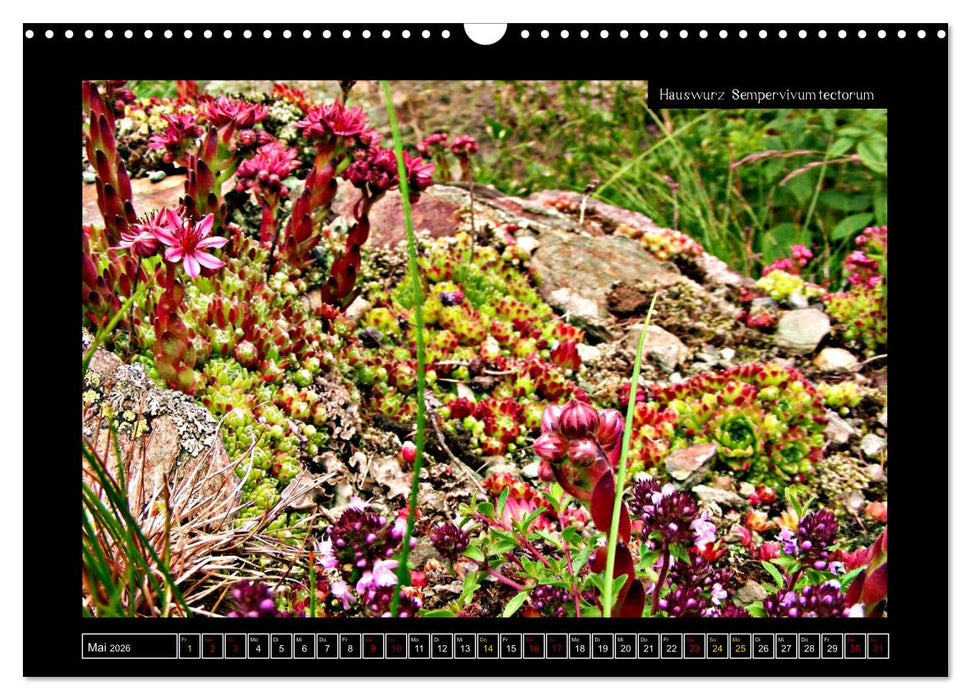Alpine Flora in der Homöopathie (CALVENDO Wandkalender 2026)