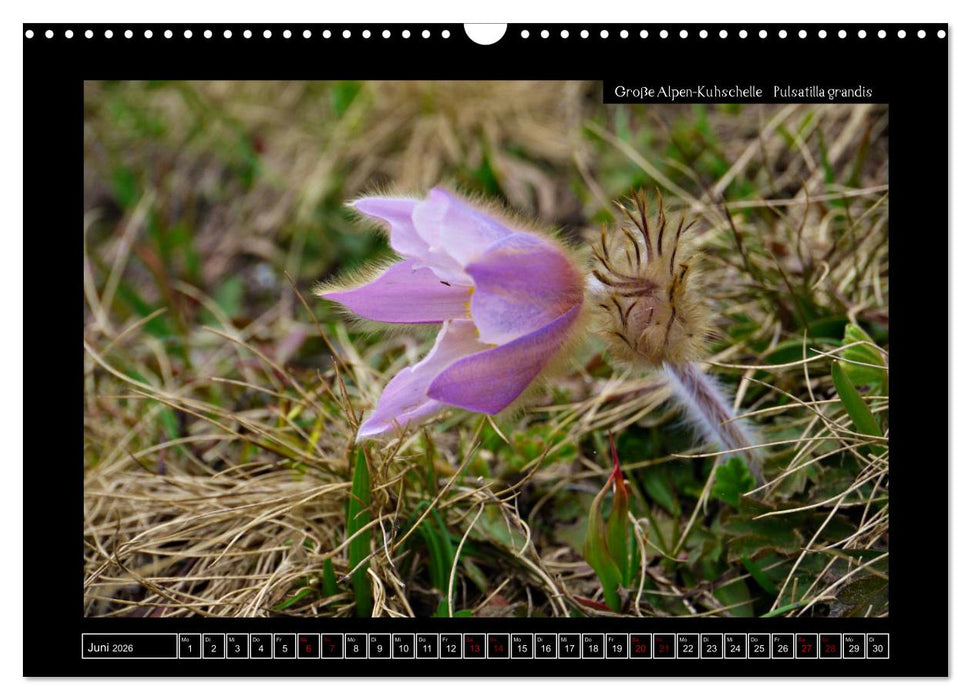 Alpine Flora in der Homöopathie (CALVENDO Wandkalender 2026)