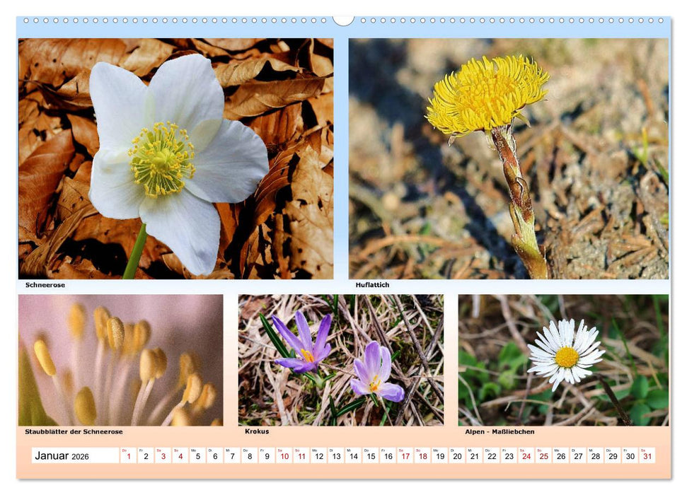 Alpiner Blütenzauber (CALVENDO Wandkalender 2026)