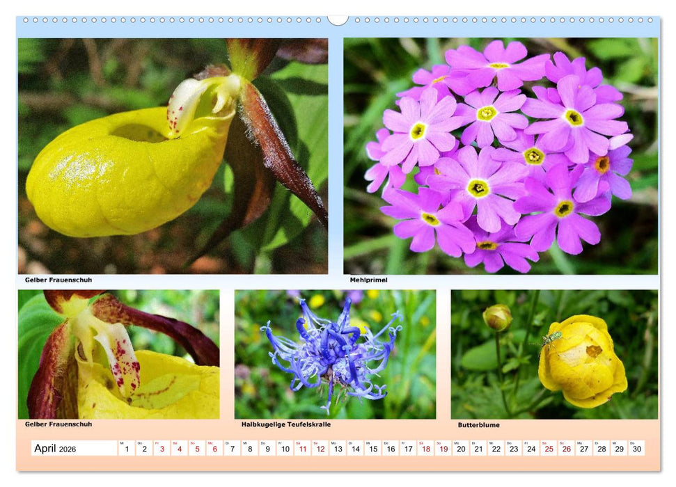 Alpiner Blütenzauber (CALVENDO Wandkalender 2026)