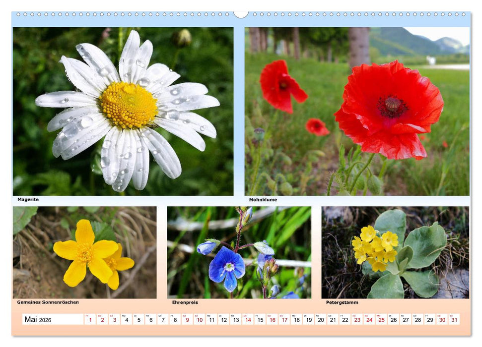 Alpiner Blütenzauber (CALVENDO Wandkalender 2026)