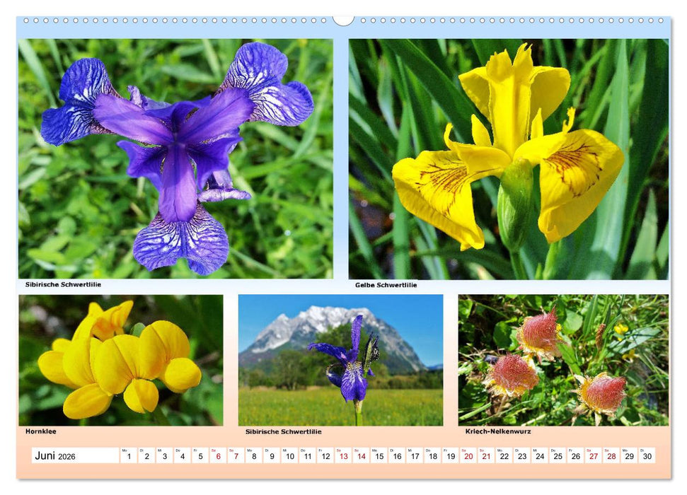 Alpiner Blütenzauber (CALVENDO Wandkalender 2026)