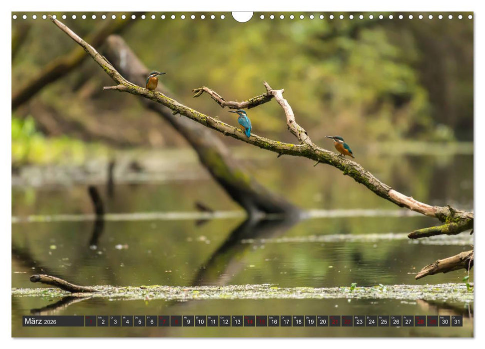 Das Paradies Donaudelta (CALVENDO Wandkalender 2026)