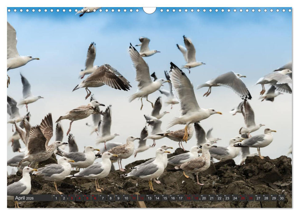 Das Paradies Donaudelta (CALVENDO Wandkalender 2026)