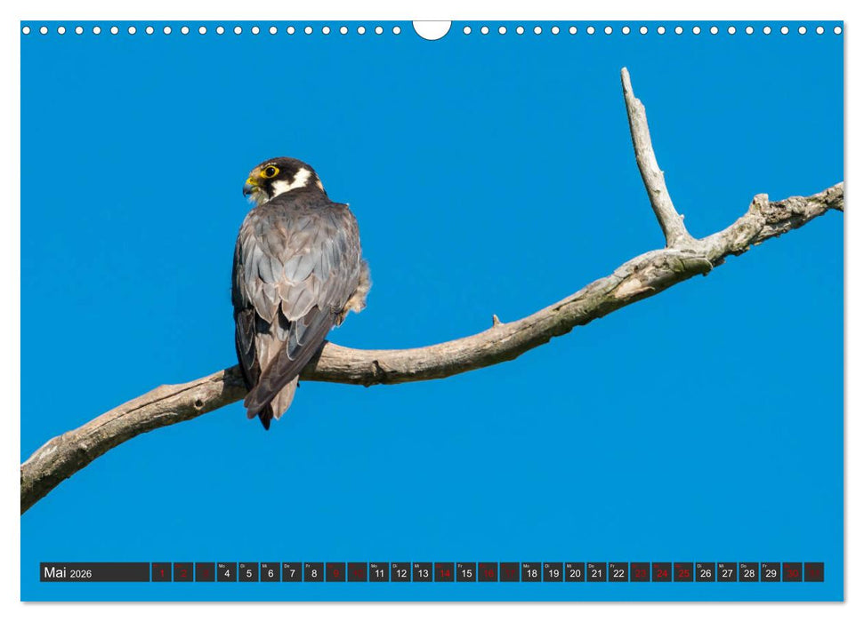 Das Paradies Donaudelta (CALVENDO Wandkalender 2026)