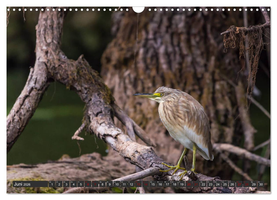 Das Paradies Donaudelta (CALVENDO Wandkalender 2026)