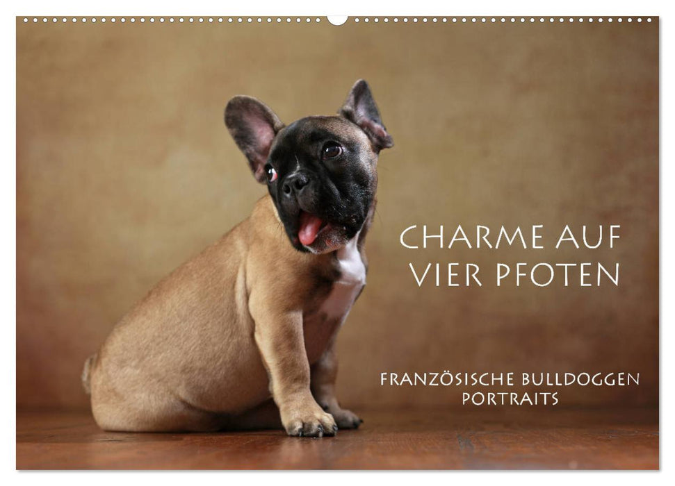 Charme auf vier Pfoten - Französische Bulldoggen Portraits (CALVENDO Wandkalender 2026)