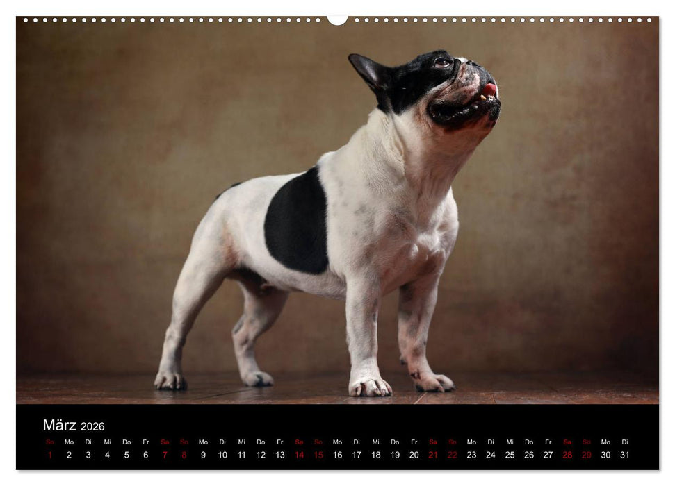 Charme auf vier Pfoten - Französische Bulldoggen Portraits (CALVENDO Wandkalender 2026)