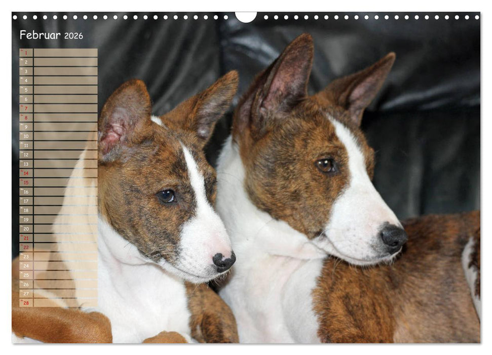 Basenji, der Kongo-Terrier (CALVENDO Wandkalender 2026)